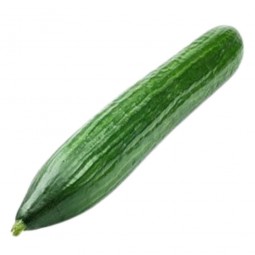 CONCOMBRE 1 pièce